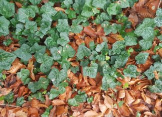 6 Health Benefits of Ground Ivy 6 Health Benefits of Ground Ivy