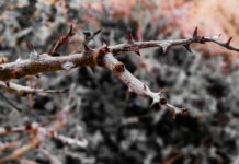 8 Health Benefits of Northern Prickly Ash 8 Health Benefits of Northern Prickly Ash