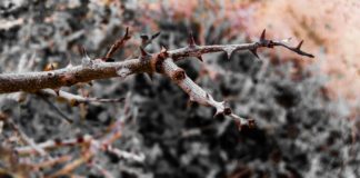 8 Health Benefits of Northern Prickly Ash 8 Health Benefits of Northern Prickly Ash