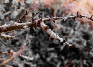 8 Health Benefits of Northern Prickly Ash 8 Health Benefits of Northern Prickly Ash