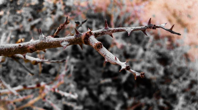 8 Health Benefits of Northern Prickly Ash 8 Health Benefits of Northern Prickly Ash