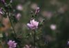 7 Health Benefits of Common Mallow 7 Health Benefits of Common Mallow