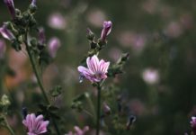 7 Health Benefits of Common Mallow 7 Health Benefits of Common Mallow