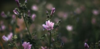 7 Health Benefits of Common Mallow 7 Health Benefits of Common Mallow