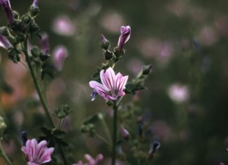 7 Health Benefits of Common Mallow 7 Health Benefits of Common Mallow