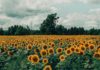 Health Benefits of Wild Sunflower wild sunflower health benefits