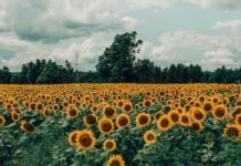 Health Benefits of Wild Sunflower wild sunflower health benefits