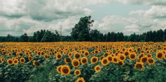 Health Benefits of Wild Sunflower wild sunflower health benefits