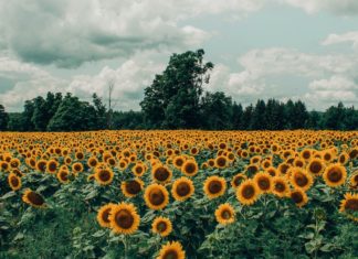 Health Benefits of Wild Sunflower wild sunflower health benefits