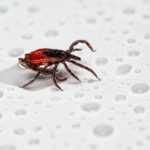 Natural Remedies for Scabies Rashes remedies for scabies