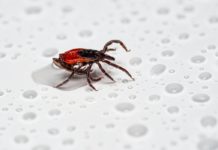 Natural Remedies for Scabies Rashes remedies for scabies