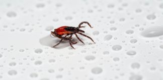 Natural Remedies for Scabies Rashes remedies for scabies