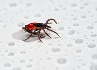 Natural Remedies for Scabies Rashes remedies for scabies