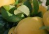 Here’s Why Quince Should be in your Diet Quince