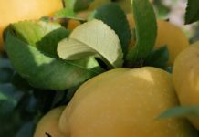Here’s Why Quince Should be in your Diet Quince