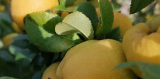 Here’s Why Quince Should be in your Diet Quince