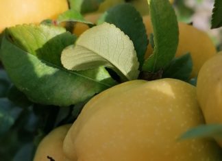 Here’s Why Quince Should be in your Diet Quince