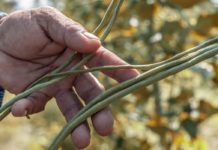 Cowpeas: The Wonder Beans Cowpeas
