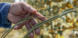 Cowpeas: The Wonder Beans Cowpeas