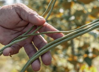 Cowpeas: The Wonder Beans Cowpeas