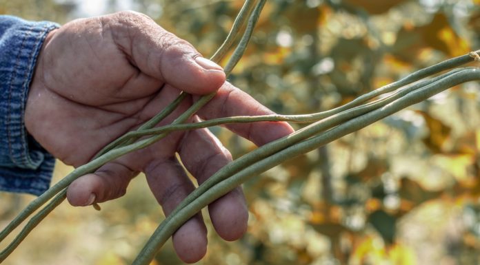 Cowpeas: The Wonder Beans Cowpeas