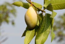 Here’s Why Mango Leaves Are Good for you