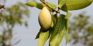 Here’s Why Mango Leaves Are Good for you