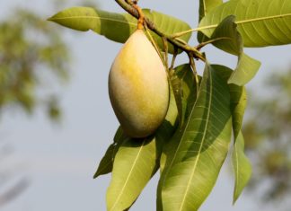 Here’s Why Mango Leaves Are Good for you
