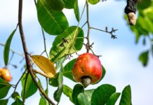 6 Remarkable Health Benefits of Cashew Nuts Benefits of cashew nuts