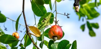 6 Remarkable Health Benefits of Cashew Nuts Benefits of cashew nuts