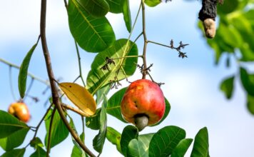 6 Remarkable Health Benefits of Cashew Nuts Benefits of cashew nuts