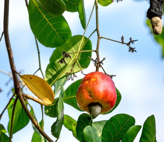 6 Remarkable Health Benefits of Cashew Nuts Benefits of cashew nuts